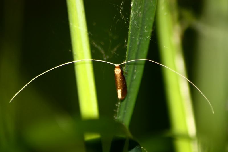 Lepidottero stranissimo da identificare